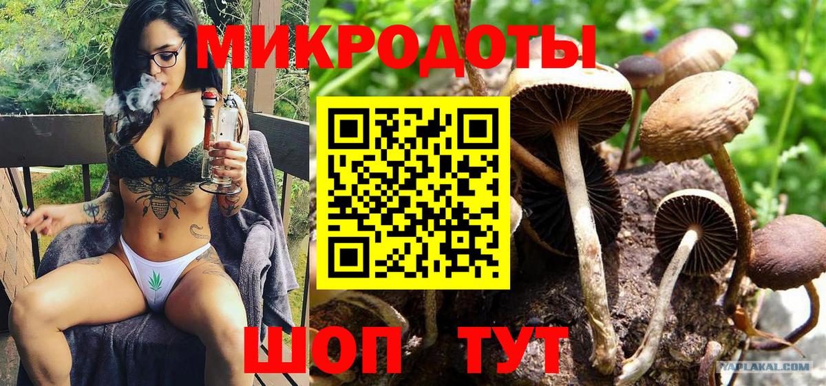 Галлюциногенные грибы Psilocybe Спасск-Дальний